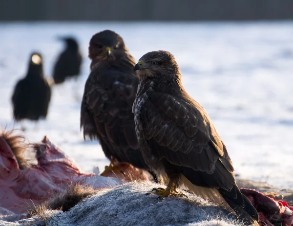 Buzzard. — Fotografia de Stock