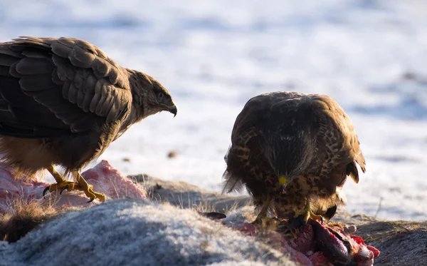 Buzzard. — Fotografia de Stock