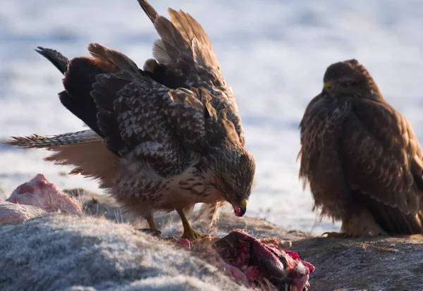 Buzzard — Stock Photo, Image