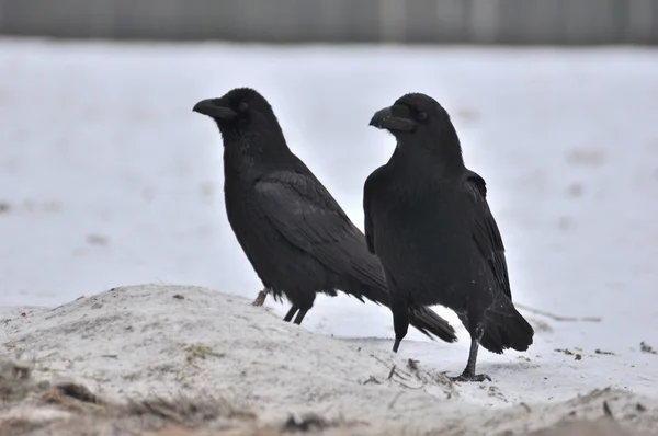 Corvo - Corvus corax — Fotografia de Stock