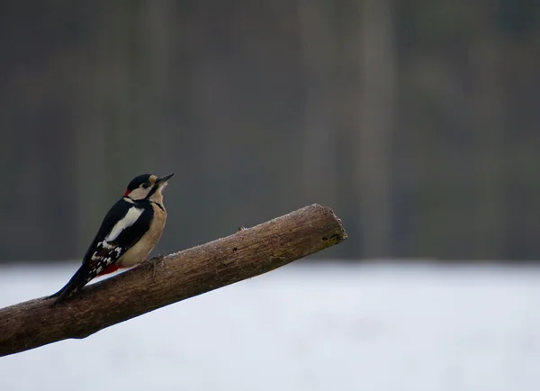 Woodpecker - Dendrocopos major — Stock Photo, Image