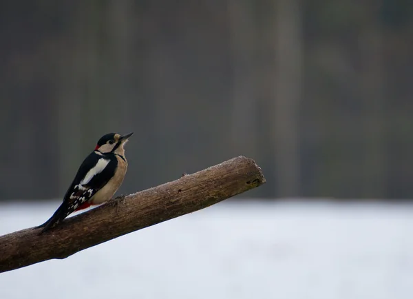 Hackspett - dendrocopos major — Stockfoto