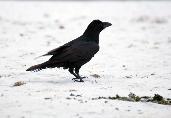 Rabe - corvus corax — Stockfoto