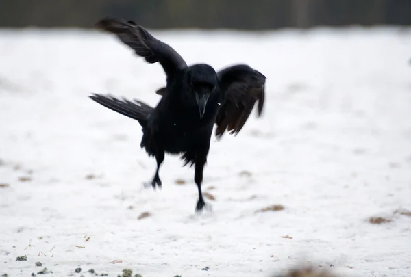 Corvo - Corvus corax — Fotografia de Stock