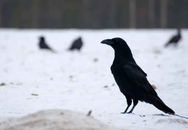 Cuervo - Corvus corax —  Fotos de Stock