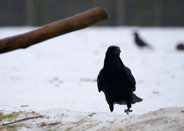 Raven - Corvus corax — Stock Photo, Image