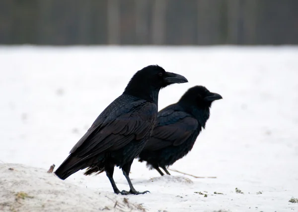 Cuervo - Corvus corax — Foto de Stock