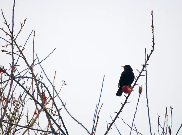 Blackbird - Turdus merula — Stockfoto