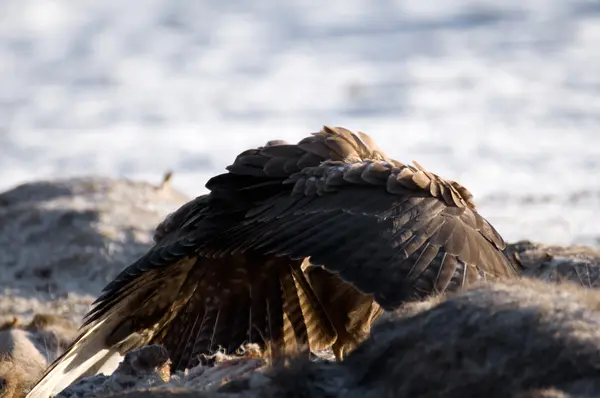 Mäusebussard — Stockfoto