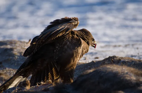 Buizerd — Stockfoto