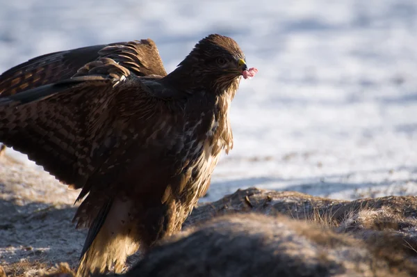 Buzzard. — Fotografia de Stock