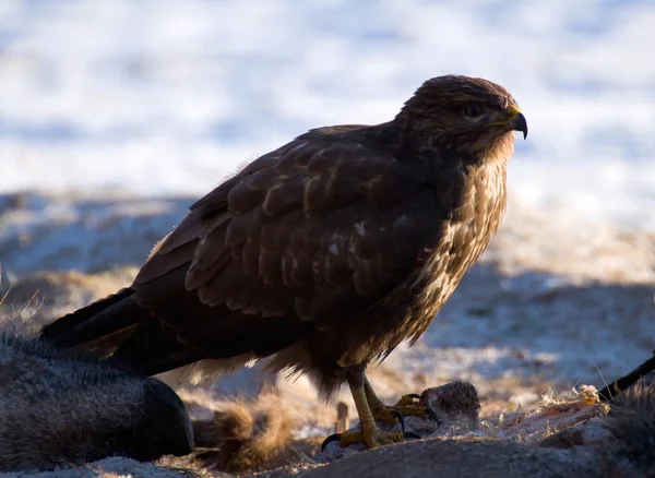 Buzzard. — Fotografia de Stock