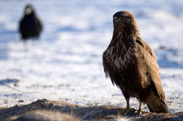 Buzzard — Stock Photo, Image