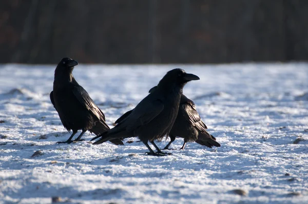 Black raven — Stock Photo, Image