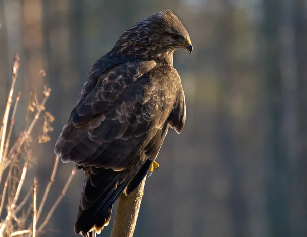 Buzzard — Stock Photo, Image