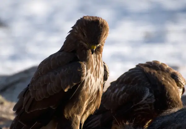 Buzzard. — Fotografia de Stock