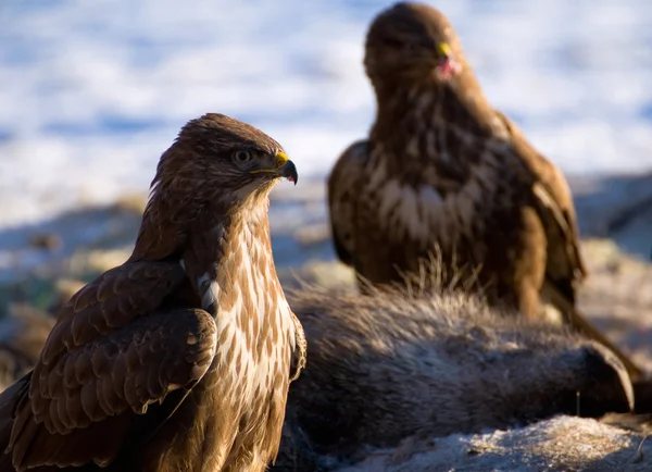 Mäusebussard — Stockfoto