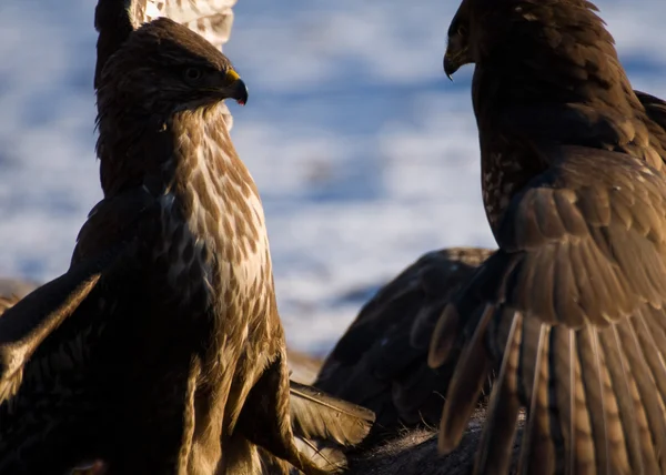 Buzzard — Stock Photo, Image