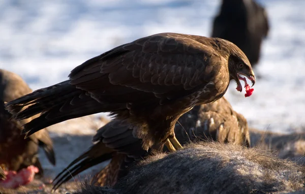 Buzzard. — Fotografia de Stock