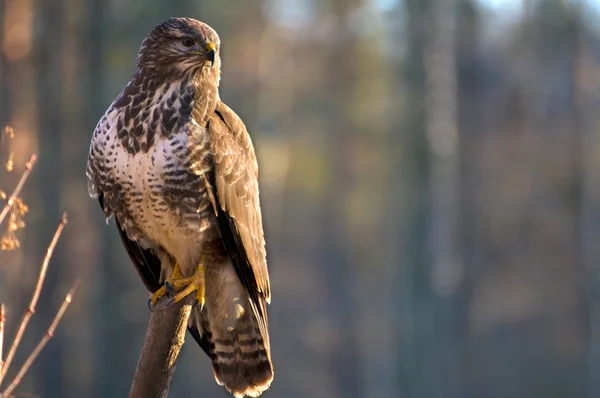 Buzzard — Stock Photo, Image