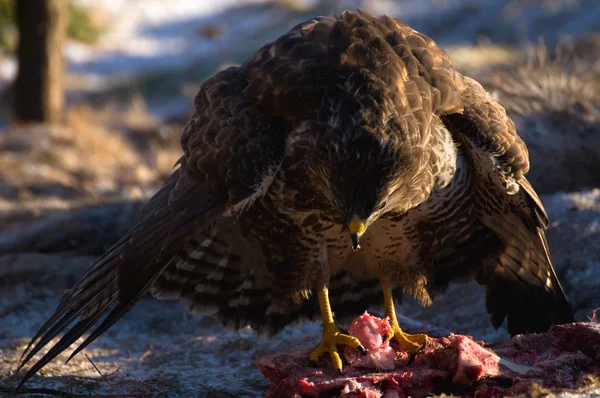 Buzzard — Stock Photo, Image