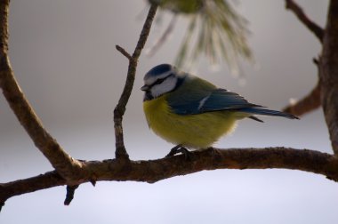 ortak Mavi baştankara, Mavi baştankara, Mavi baştankara memeli cyanistes