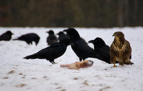 Buzzard e corvos — Fotografia de Stock