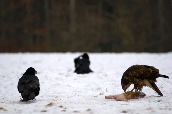 Buzzard e corvos — Fotografia de Stock