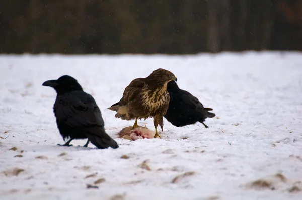 Mäusebussard und Raben — Stockfoto