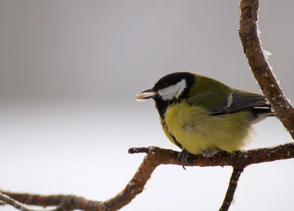 Parus major - Sikora — Zdjęcie stockowe