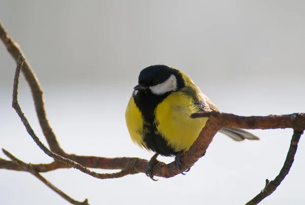 Parus major - Тит — стоковое фото