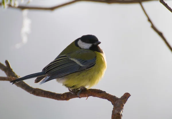 Parus major - Tit — Stock Photo, Image