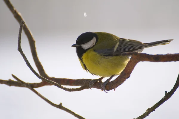 Parus major - Тит — стоковое фото