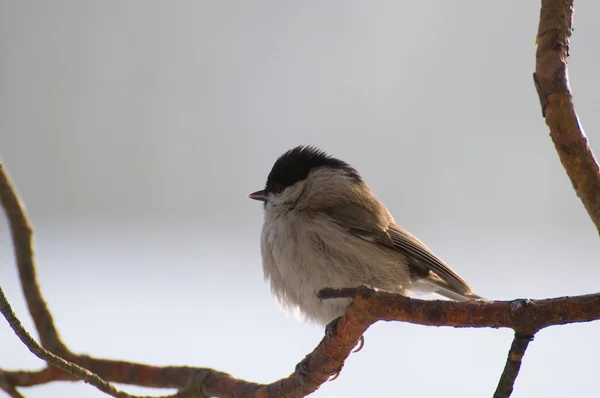 Poecile palustris — Stockfoto