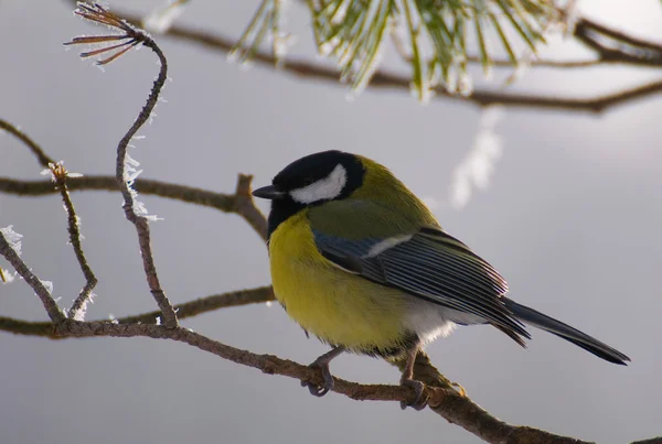 Parus major - Тит — стоковое фото