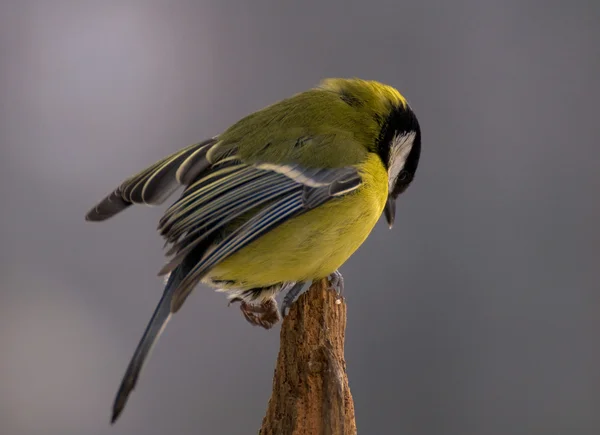 Parus major - Tit — Fotografia de Stock