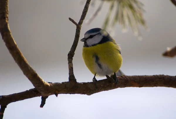 一般的な青シジュウカラ、青シジュウカラ、青シジュウカラ巨乳 cyanistes — ストック写真