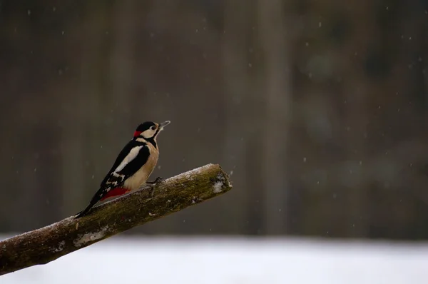 Woodpecker - Dendrocopos major — Stock Photo, Image