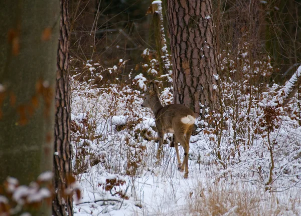 Ро - Capreolus capreolus — стоковое фото