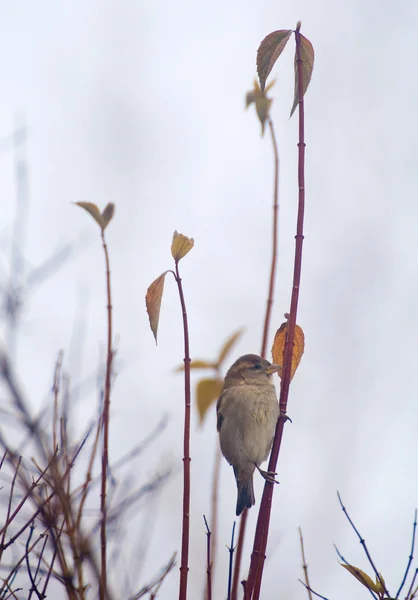 Moineau — Photo