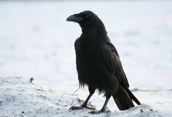 Raven - Corvus corax — Stock Fotó