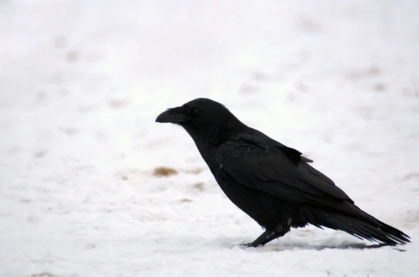 Raven - Corvus corax — Stockfoto