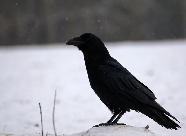 Kuzgun - corvus corax — Stok fotoğraf