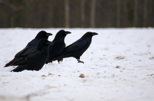 Kuzgun - corvus corax — Stok fotoğraf