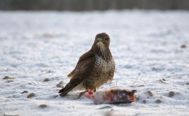 Şahin - buteo buteo