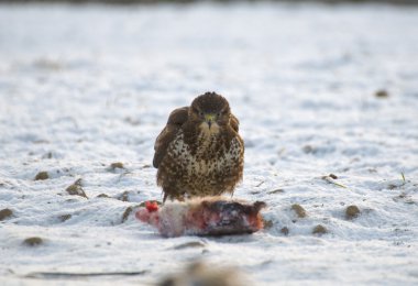 Şahin - buteo buteo