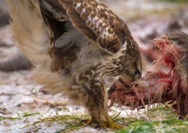 Şahin - buteo buteo