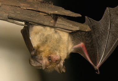 Plecotus auritus