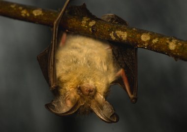 Plecotus auritus