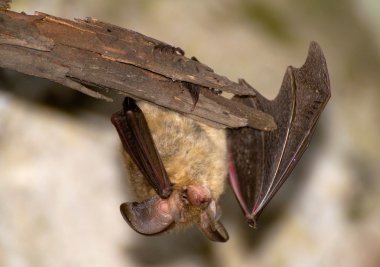 Plecotus auritus